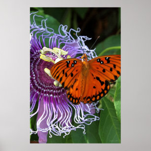 Gulf Fritillary Art Poster -24x36 -other sizes