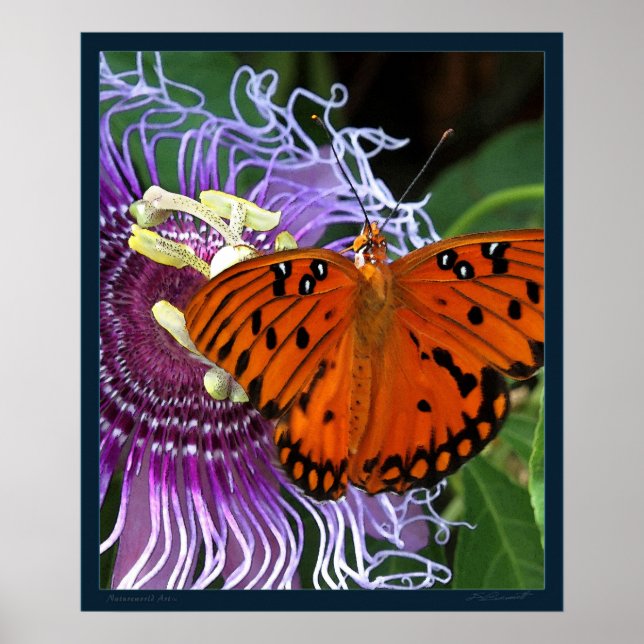Gulf Fritillary Art Print -20x24 -or smaller (Front)