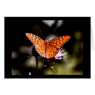 Gulf Fritillary Butterfly