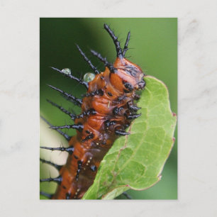 Gulf Fritillary Butterfly Caterpillar Postcard