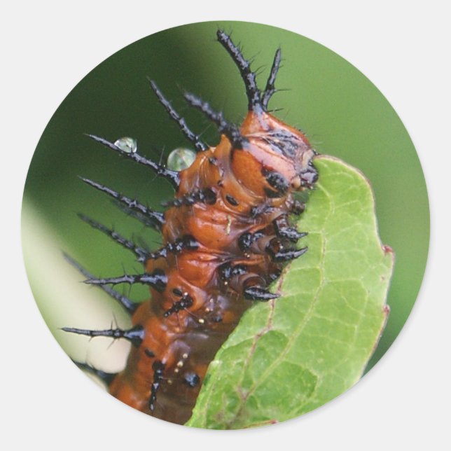 Gulf Fritillary Butterfly Caterpillar Stickers (Front)