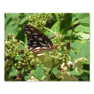 Gulf Fritillary Butterfly Photo Print