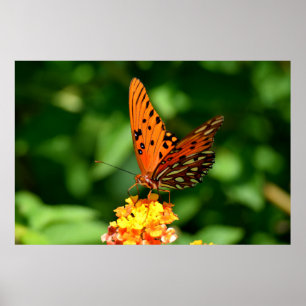 Gulf Fritillary Butterfly  Poster
