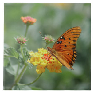 Gulf fritillary Butterfly Stretched Ceramic Tile