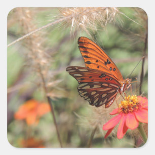 Gulf Fritillary on Zinnia Square Sticker
