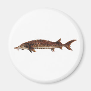 Gulf Sturgeon - Acipenser oxyrinchus desotoi Magnet
