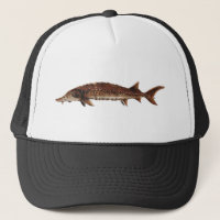 Gulf Sturgeon - Acipenser oxyrinchus desotoi
