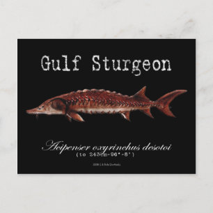 Gulf Sturgeon-Black-Postcard Postcard