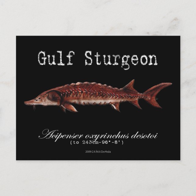 Gulf Sturgeon-Black-Postcard Postcard (Front)