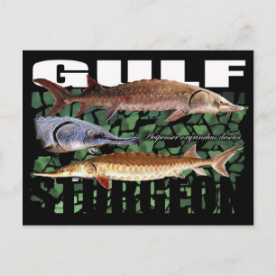 Gulf Sturgeon-Collage-Postcard Postcard