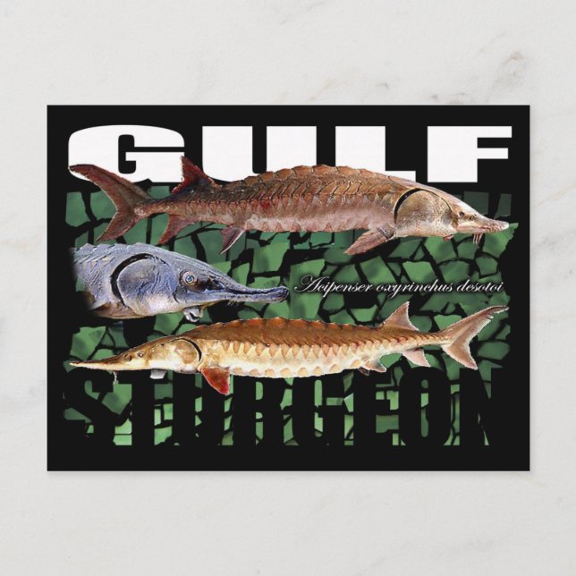 Gulf Sturgeon-Collage-Postcard Postcard (Front)