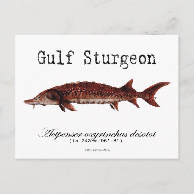Gulf-White-Postcard Postcard (Front)