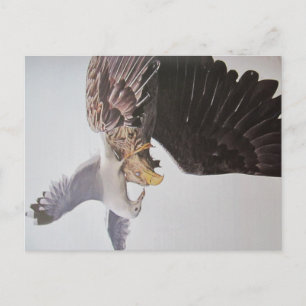 gull and eagle postcard