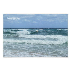 Gull and Sea Photo Print