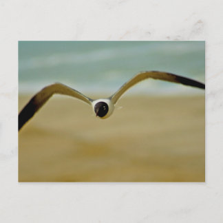 Gull Coming at Me Postcard