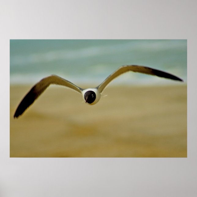 Gull Coming at Me Poster (Front)