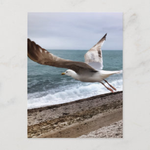 Gull Etretat France Postcard
