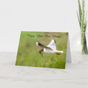 Gull flying with nesting material card