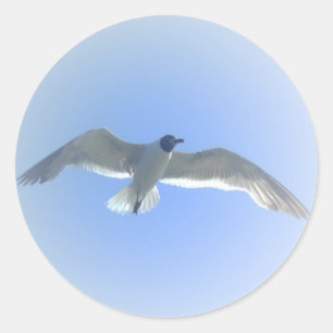 Gull in Flight 2 Sticker