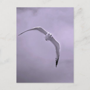 Gull in flight black and white postcard