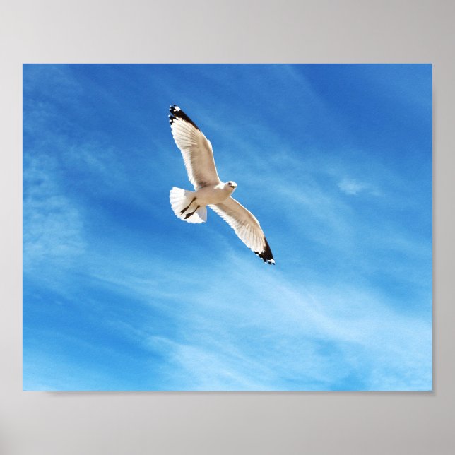 Gull in Flight Poster (Front)
