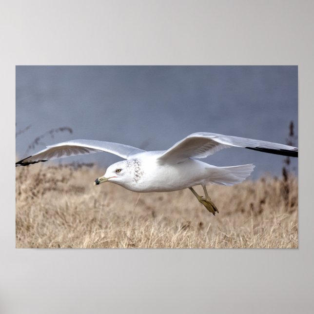 Gull in Flight Poster (Front)