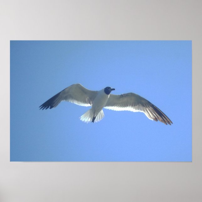 Gull in Flight Print (Front)