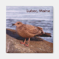 Gull in Lubec, Maine