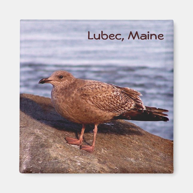 Gull in Lubec, Maine Magnet (Front)