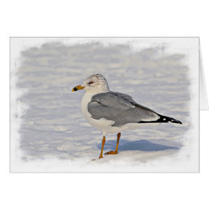 Gull in the snow