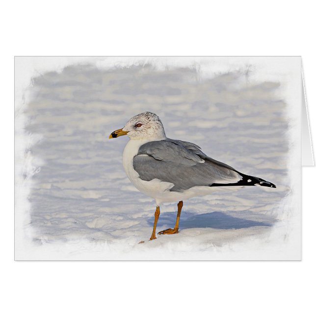 Gull in the snow (Front Horizontal)