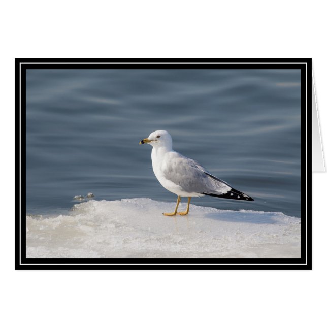 Gull on ice (Front Horizontal)