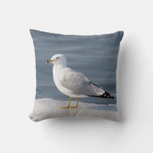 Gull on ice cushion
