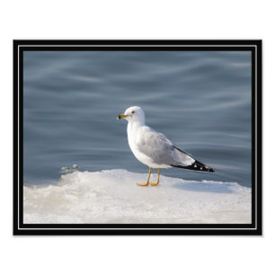Gull on ice photo print