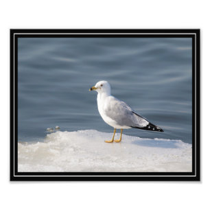 Gull on ice photo print