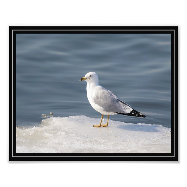 Gull on ice photo print (Front)