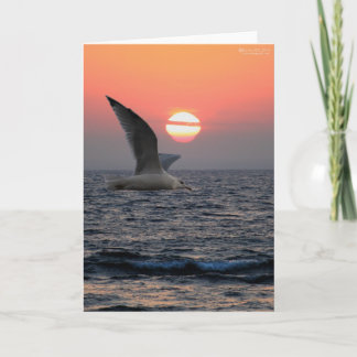 Gull on Lake Superior Card