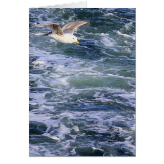 Gull on the Water