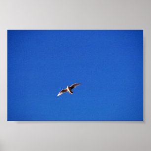 Gull Poster