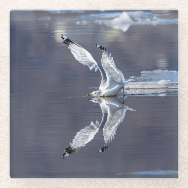 Gull Reflections Glass Coaster (Front)
