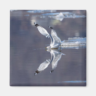 Gull Reflections Magnet