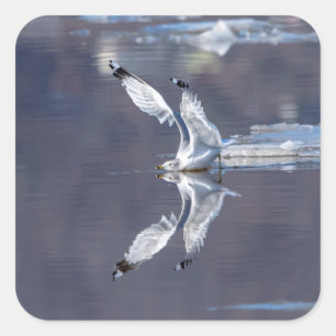 Gull Reflections Square Sticker