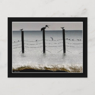 Gulls and a Pelican Postcard