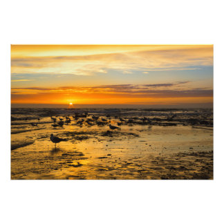 gulls at sunset photo print