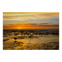 gulls at sunset
