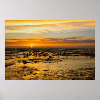 gulls at sunset poster