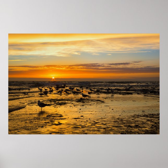 gulls at sunset poster (Front)