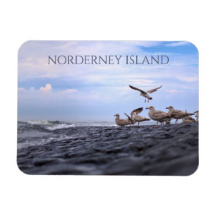 Gulls Gathering, North Sea, Norderney, East Frisia Magnet