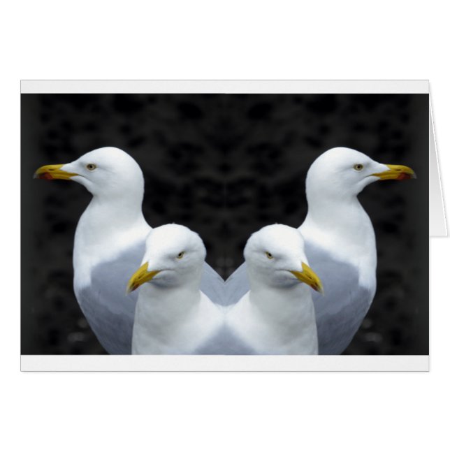 Gulls, Gulls, Gulls (Front Horizontal)