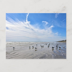 Gulls on a Galveston Island Beach, Texas Postcard